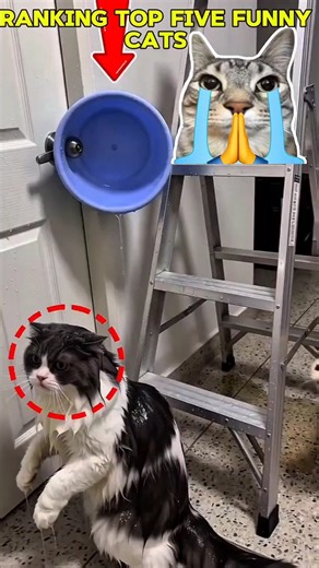 TOP 5 Funniest Cat Moments 😂🐱 | Wait for #1 💀🔥
