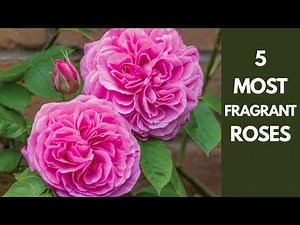 Five Highly Fragrant Roses To Grow In Your Garden
