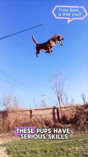 5 Incredible Dog Skills You Never Knew They Had