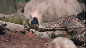 Australian Zebra Finch Perching On Wood. Taeniopygia Castanotis. closeup