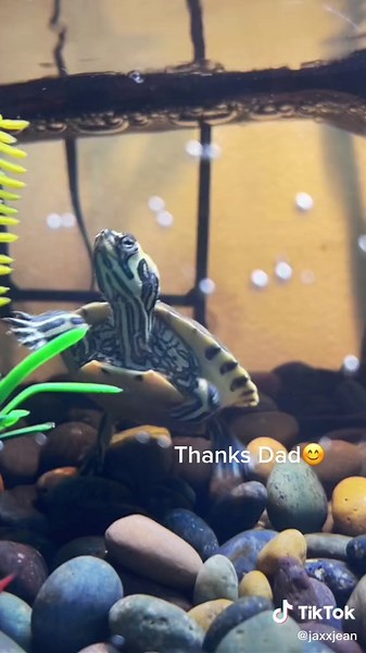 Cleanin Jaxsons Tank🐢 | #howto #turtletank #fyp #foryou #foryoupage #turtle #reptile #babyturtle #petturtle #diy #aquaticturtle #fypシ #viral #clean
