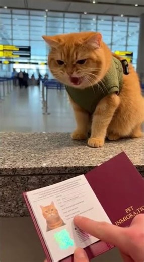 Dog gets passport checked at customs - His face is PRICELESS! 😂 #funny #studywithmeandmycat