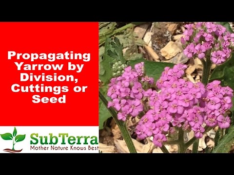 Propagating Yarrow (Achillea Millefolium) by Cutting and Division