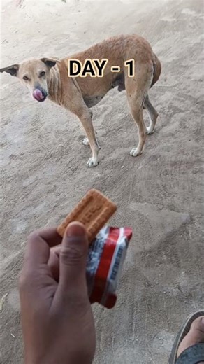 #dog #biscuit #challenge # part 1 #daily vlog #daily challenge #trending shorts #viral