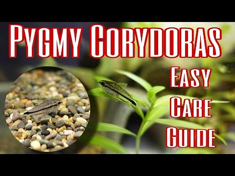 Pygmy Corydoras : Profile and Care Guide