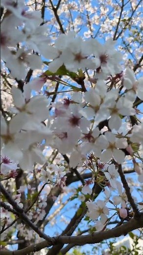 天にまします我らの父よ【Take 12-2】主の祈り オリジナル(即興)曲♪ #Gospel_song #讃美 #賛美 我らの日用の糧を今日も与えたまえ