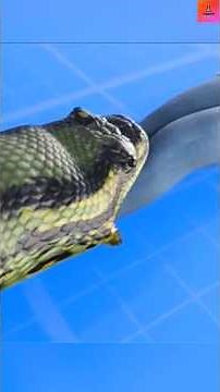 How does a python swallow a human?
