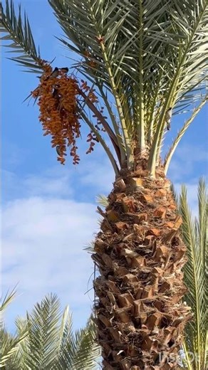 Marrakesh Magic 🇲🇦 | A Dream Moroccan Vacation