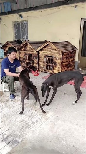 Build a limited partner,thedog's hopes@ 10