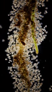 Last night, I found hundreds of these single-celled organisms attached on a pieces of aquatic plant. Isn’t it just beautiful? It made me feel so calm to watch them under the microscope for an hour before I put them back in the sample jar. . Vorticella attaches itself to submerged material and grows a long, tail-like stalk.The stalk has a biological spring inside, and when Vorticella gets startled, the spring contracts and coils the stalk. In this way, Vorticella can avoid things that feed on the