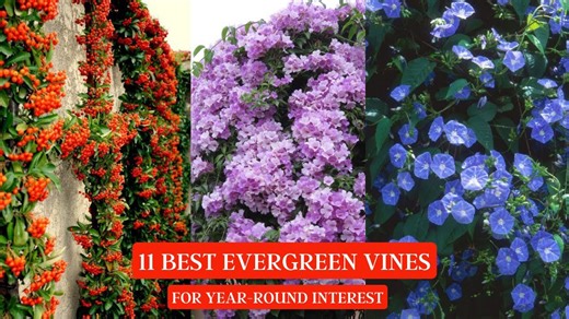 11 Best Evergreen Vines for Year-Round Interest