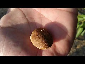 Αυτογονιμες ποικιλίες Αμυγδαλιάς Βαιρο Μαρινάδα Κοστάντι