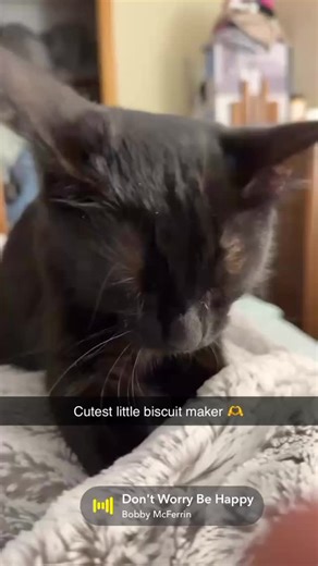 Indy, so Cute! #Indy #kitty #kittensofinstagram | Tina Fisher Neubauer