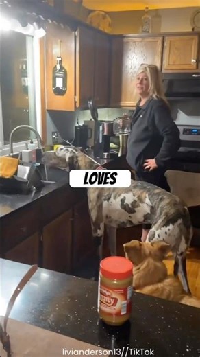 Great Dane Loves Fresh Water 💦👅