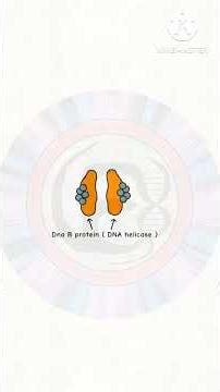 DNA replication Initiation Animation by VEX #VEX #animation #anime #biology #dna #replication #easy