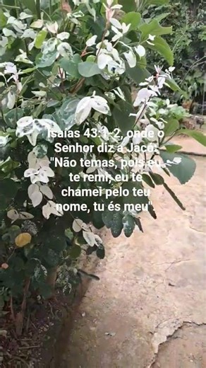 Menina de 15 anos deslumbrante.