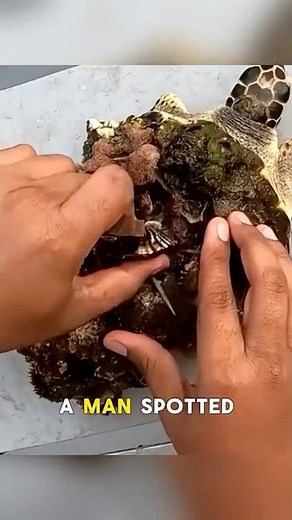 Helping a Sea Turtle Shed Its Barnacles#shorts #animals #wildlife #fyp