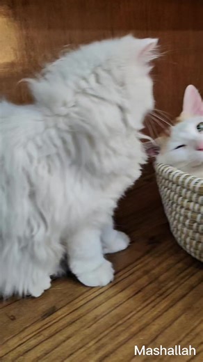 Ultimate Quiz Competition Challenge!