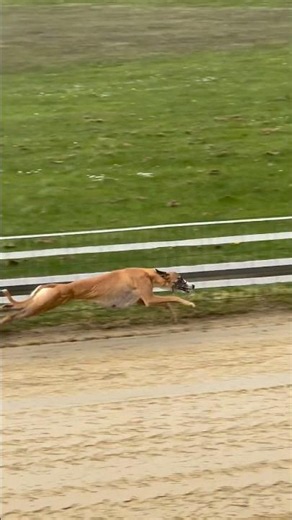 Greyhound Track Racing🔥#greyhound #dogracing #greyhoundracing #shorts #viral #sports #doglove