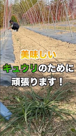 キュウリ植え付け準備完了！ えっ！明日から台風！？ #農業 #家庭菜園