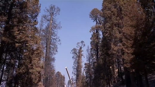 Crews set to cut Giant Sequoia trees 'charred' by SQF Complex