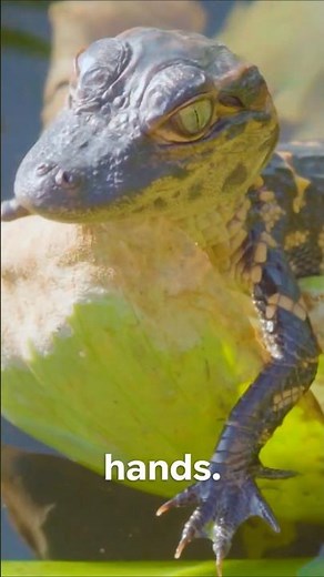 Why Baby Alligators Are So Tiny 🐊