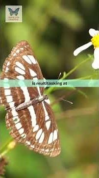 These Butterflies Are Way More Interesting Than You Think #nature #discovery