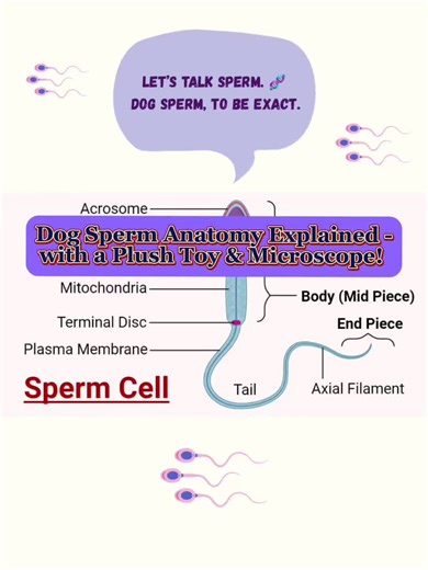 Ever wondered what a sperm cell actually looks like — or what each part does? 🧬 In this video, I break down the anatomy of a dog sperm cell head to tail — with a plush toy and a proper diagram. Whether you’re new to dog breeding or you’ve been handling semen evaluations for years, understanding sperm structure is key to interpreting motility, morphology, and fertility potential. I even use this sperm plush during stud dog semen assessments to help owners see what we’re talking about under the m