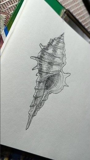 how to draw a sea shell ? drawing speed paint / shading process. #quickdrawing