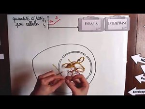 The animated cell cycle