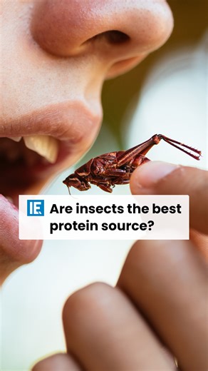 Eating insects might not sound that appealing but they are a great source of protein and micronutrients. | Interesting Engineering