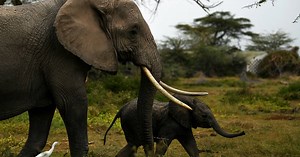 Namibia to sell 170 elephants to protect its wildlife | Africanews