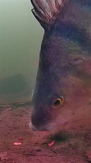 The Thrill of Catching Big Perch