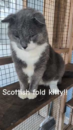 Kitties in the catio! #cats #kitty #kitten #catsanctuary #scottishfold #torties #orangecat #kitties