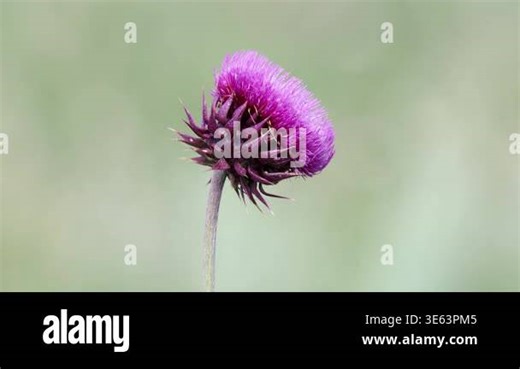 Purple flower head of Milk thistle, Carduus Nutans, medicinal plant Stock Video Footage - Alamy