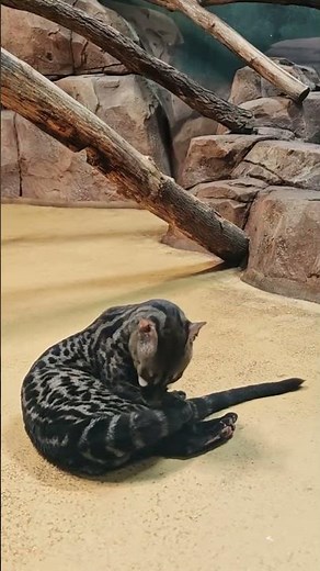 Get a rare look at the beautiful Cape Genet #capegenet #genet #zoolife