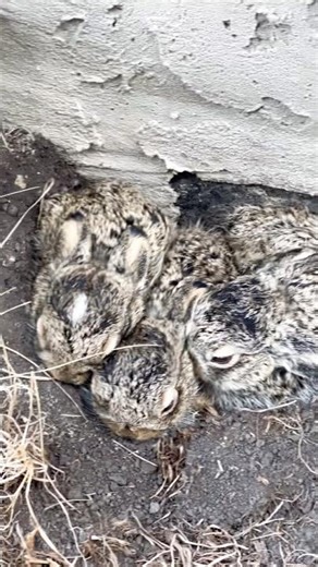 5 Newborn Bunnies Caught on Camera 🐰💖 | Cutest Thing Ever! #shorts