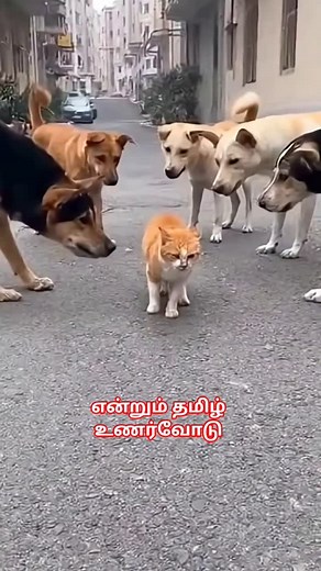 GHILLI DAA | Baskaran S