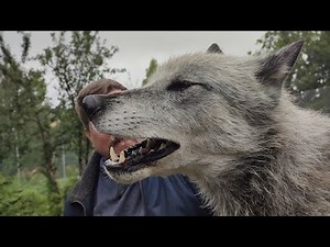 European Wolf experience @wolves of Wiltshire UK,14th August 2023(Link in description).