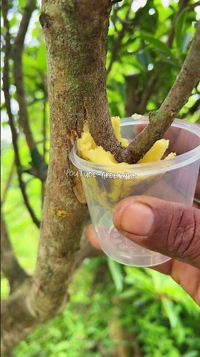 “Let’s try this layering technique.” #shortvideo #craft #art #plants #tree