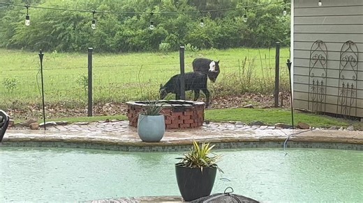 12K views · 112 reactions | Work that fence line for me buddy. | Doug Warner | Facebook