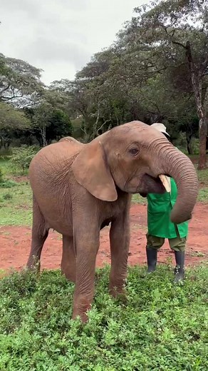 SheldrickTrust on TikTok