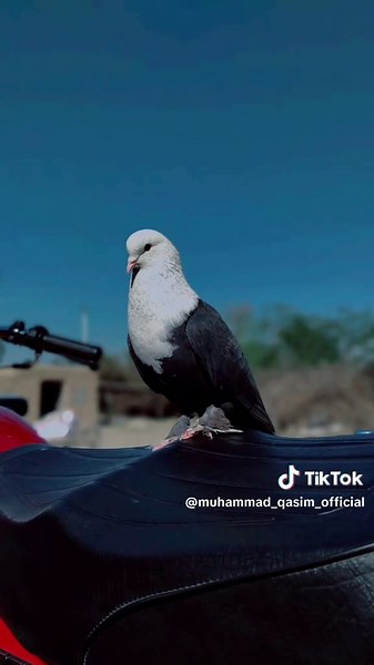 Muhammad.Qasim on TikTok