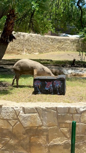 157K views · 1.4K reactions | Gunter the baby babirusa and his mom Sula had a star-spangled shindig!  #animals #cuteanimals #pig | San Antonio Zoo | Facebook