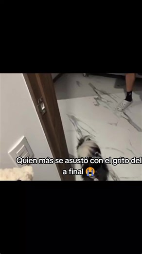 Tenía todo el alzado 😭💜🔥. Pobre fresita 😭😭😭🔥🤙🏻💜. @Abrahaham @SoyBetillo de quien será q fue le grito, osera q fue de la edición, 💜😭🔥. . . . .# . #ELABRAHAHAM #BETILLO #foryoupage❤️❤️ #pinchetiktokponmeenparati #paratiiiiiiiiiiiiiiiiiiiiiiiiiiiiiii