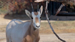 5.4K views · 347 reactions | RUN BABIES, RUN!: Our 3 scimitar-horned oryx calves are now out prancing around in their habitat off the monorail! These babies are part of a major conservation success story. Thanks to zoos and others for preserving this African species, the once extinct scimitar-horned oryx is finally back in Chad, walking the desert for the first time in 35 years. More about our babies and their species’ incredible comeback: bit.ly/DZSHO3 | Dallas Zoo | Facebook