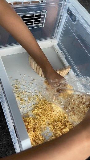 any tips for a new hamster owner?? #hamsters | Kriza and bebe