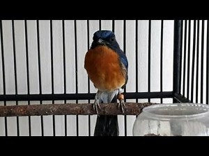 Suara Tledekan BAKAU GACOR Isian MEWAH , Cocok Untuk MASTERAN Murai Batu , Kacer , Cucak Ijo , Pleci