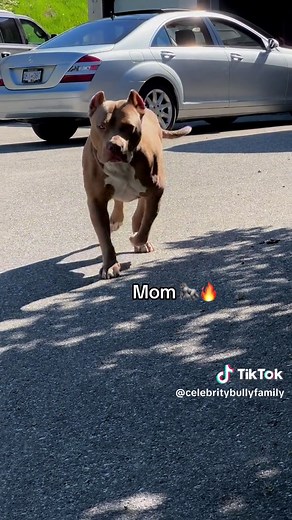The Ultimate Guide to American XL Bully Puppies