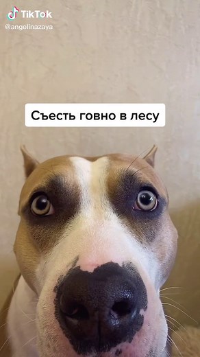 Captivating Dog Face Close-Up Video